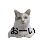 竹内家。（個別スタンプ：6）