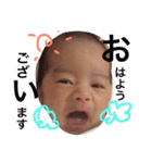 こたとらこう①（個別スタンプ：36）