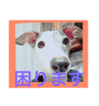 イタグレのグリッシーニくんとナポリくん（個別スタンプ：25）