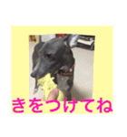 イタグレのグリッシーニくんとナポリくん（個別スタンプ：31）