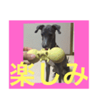 イタグレのグリッシーニくんとナポリくん（個別スタンプ：33）