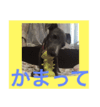 イタグレのグリッシーニくんとナポリくん（個別スタンプ：36）