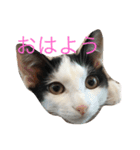 ふうた君スタンプ（個別スタンプ：1）