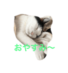 ふうた君スタンプ（個別スタンプ：3）