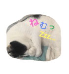 ふうた君スタンプ（個別スタンプ：4）