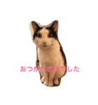 ふうた君スタンプ（個別スタンプ：9）