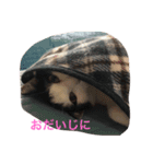 ふうた君スタンプ（個別スタンプ：14）