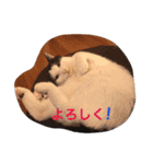 ふうた君スタンプ（個別スタンプ：15）