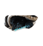 pug Qoo2（個別スタンプ：1）
