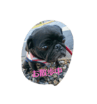 pug Qoo2（個別スタンプ：2）
