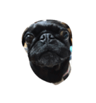 pug Qoo2（個別スタンプ：3）