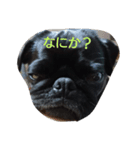 pug Qoo2（個別スタンプ：4）