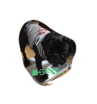 pug Qoo2（個別スタンプ：5）