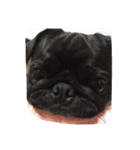 pug Qoo2（個別スタンプ：6）