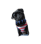 pug Qoo2（個別スタンプ：7）
