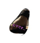 pug Qoo2（個別スタンプ：9）