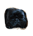 pug Qoo2（個別スタンプ：10）