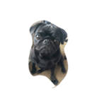 pug Qoo2（個別スタンプ：11）