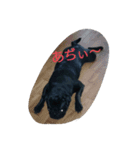pug Qoo2（個別スタンプ：13）