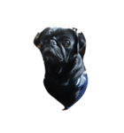 pug Qoo2（個別スタンプ：15）