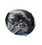 pug Qoo2（個別スタンプ：16）