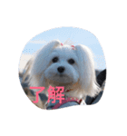マルチーズのリオン（個別スタンプ：1）