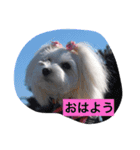マルチーズのリオン（個別スタンプ：3）