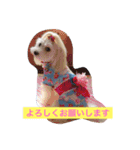 マルチーズのリオン（個別スタンプ：7）
