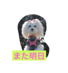 マルチーズのリオン（個別スタンプ：10）