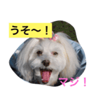 マルチーズのリオン（個別スタンプ：11）
