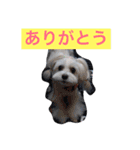 マルチーズのリオン（個別スタンプ：12）