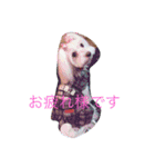 マルチーズのリオン（個別スタンプ：14）