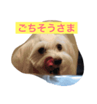 マルチーズのリオン（個別スタンプ：15）