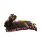 Lune 1（個別スタンプ：4）
