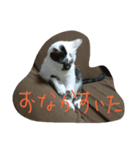 メイ子とたまにハゲ（個別スタンプ：10）