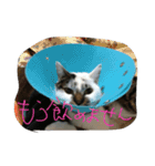 メイ子とたまにハゲ（個別スタンプ：12）
