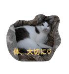 ミントと一緒（個別スタンプ：6）
