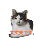 ミントと一緒（個別スタンプ：11）