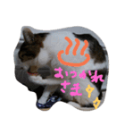 ミントと一緒（個別スタンプ：19）