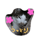 ミントと一緒（個別スタンプ：21）