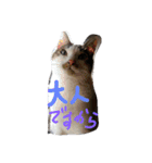 ミントと一緒（個別スタンプ：29）