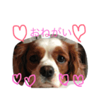 日常/1（個別スタンプ：11）