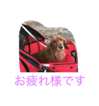 ダックスファミリー5（個別スタンプ：3）
