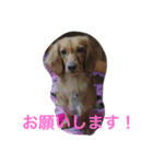 ダックスファミリー5（個別スタンプ：6）