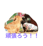 ダックスファミリー5（個別スタンプ：8）