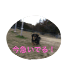 ダックスファミリー5（個別スタンプ：9）