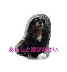 ダックスファミリー5（個別スタンプ：11）
