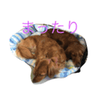 ダックスファミリー5（個別スタンプ：12）
