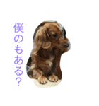 ダックスファミリー5（個別スタンプ：13）