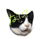 さぶこた（個別スタンプ：6）